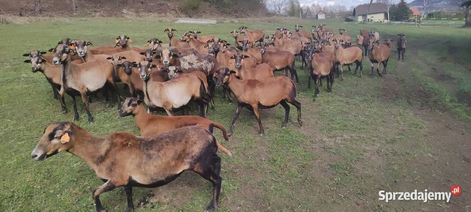 Owce kameruńskie Tanio Aktualne Zadbane Wojakowa