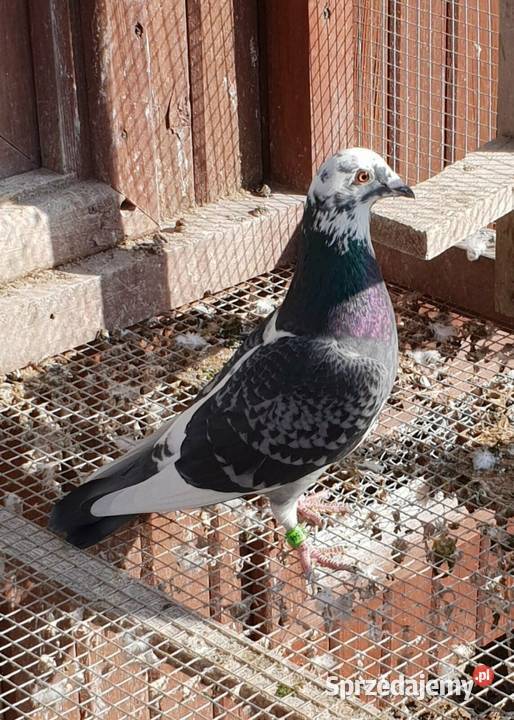 Gołęb pocztowy na daleki dystans Paczyna sprzedam