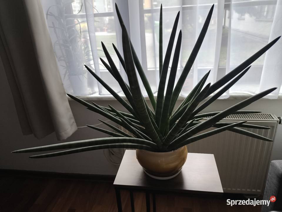 Sansevieria z donicą duża zielony Warszawa