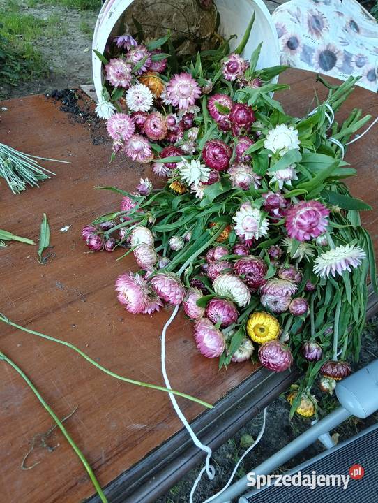 Sprzedam kocanke ogrodową i zatrwian warmińsko-mazurskie Bartoszyce