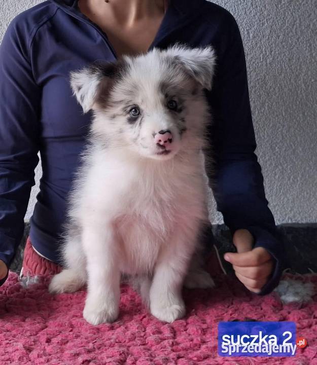 Border collie ŚLICZNE szczeniaczki z metryką Jaworzno