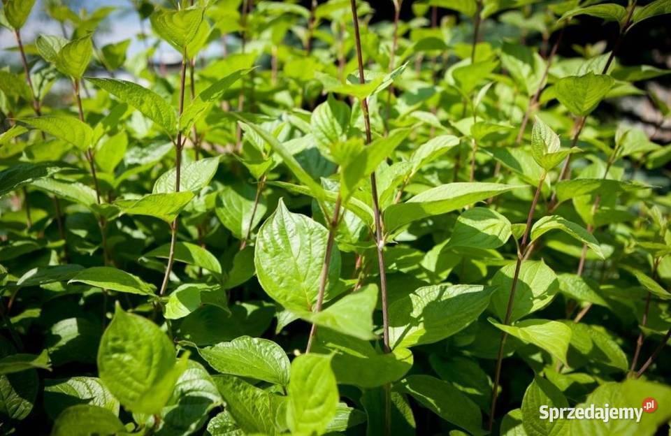 Dereń biały Sibirica Cornus alba 90120 z gruntu sprzedam