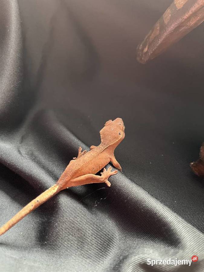 Gekon orzęsiony ciliatus crested gecko Gady i płazy Rybnik