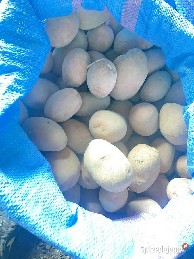 Ziemniaki Red Sonia Rośliny okopowe Łopiennik Górny