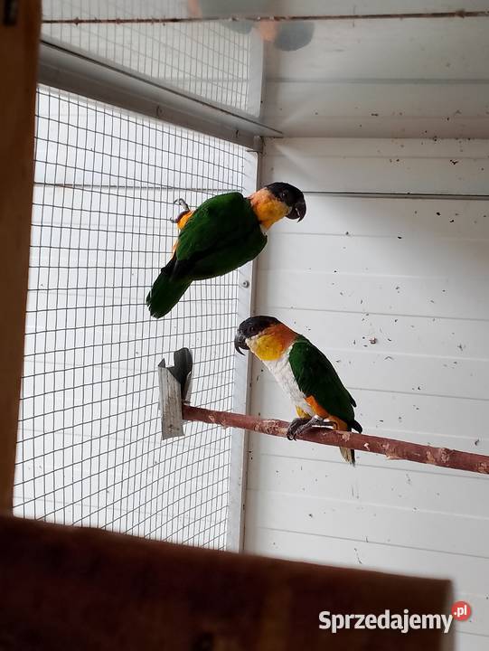 Barwinki czarnogłowe opolskie Strzeleczki