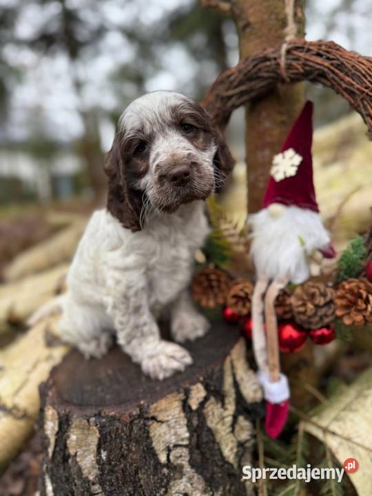 Jedyna taka Wyjątkowa sunia Cocker Spaniel Warszawa