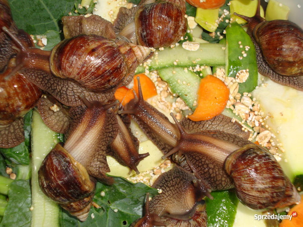 Ślimaki lądowe olbrzymy Achatina fulica Lublin