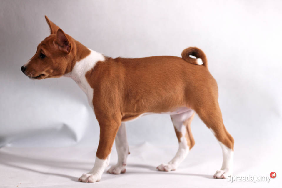 Basenji BELLA z Królestwa Basków Lipka