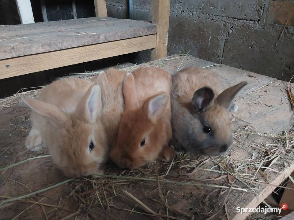 Sprzedam króliki