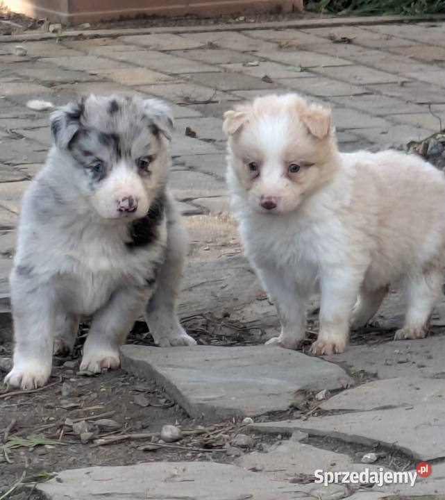 Border Collie Wołów