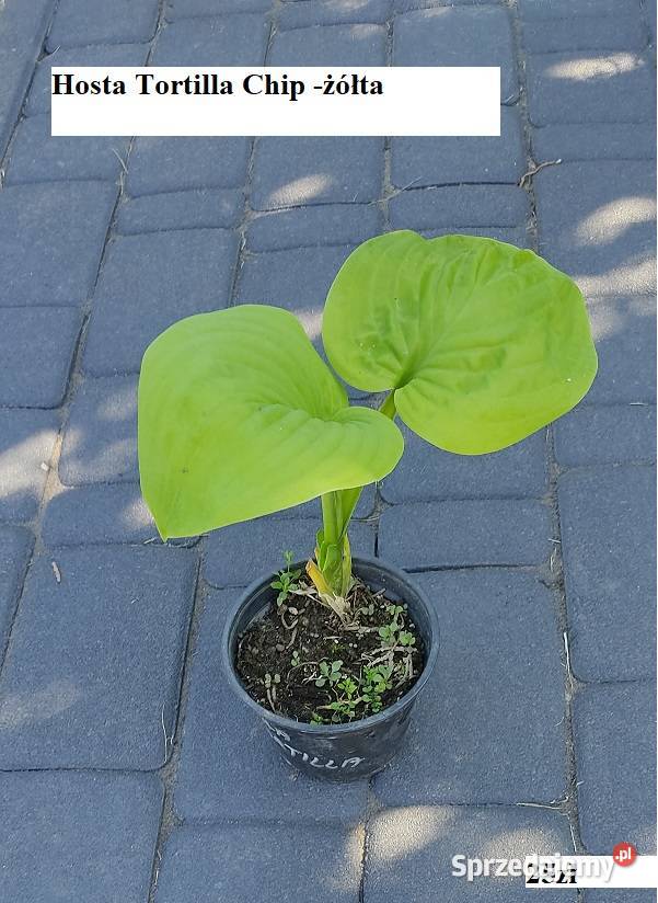 Hosta Stiletto