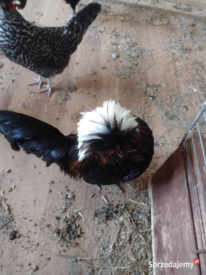 Jaja czubatek polskich