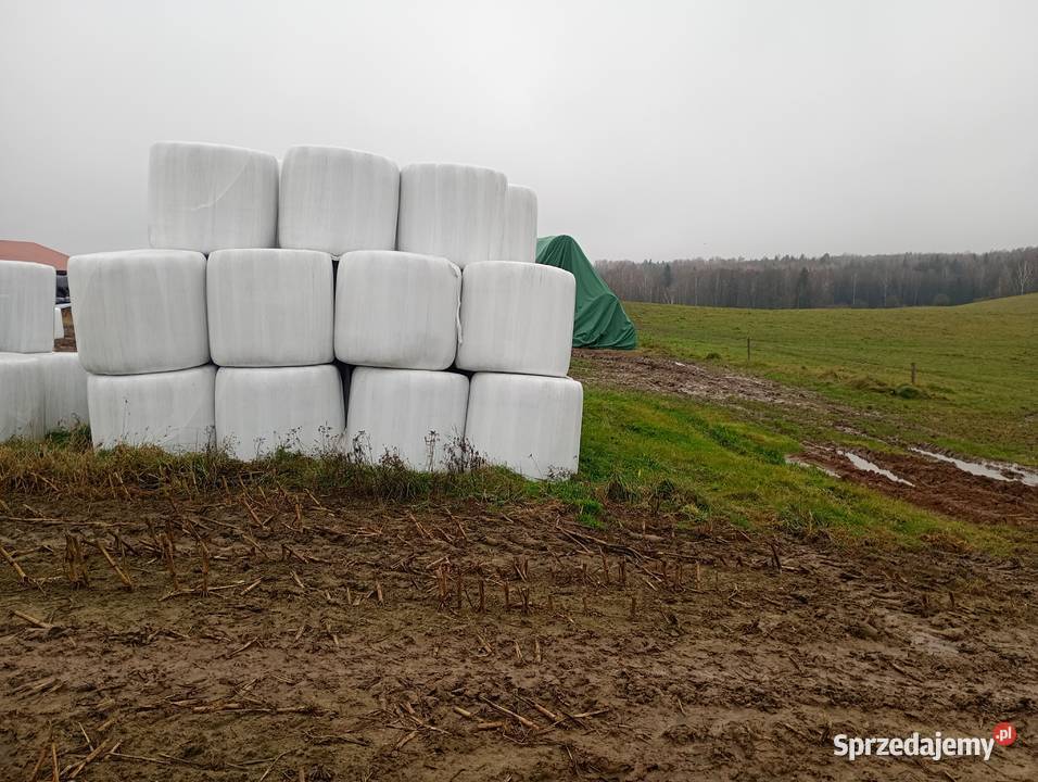 Sprzedam słome prasie Mchele 100 i 90 Trawy, słoma