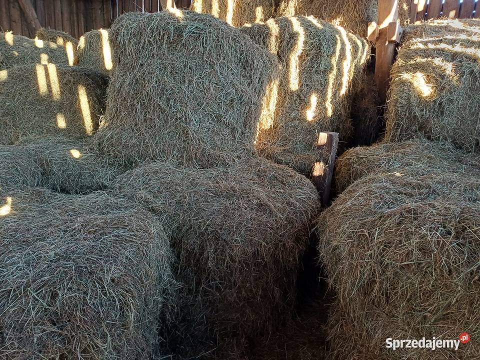 siano w balotach 1 pokos 2025 Dobrcz