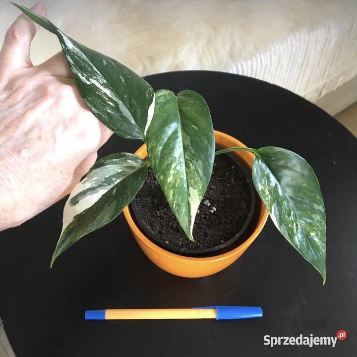 Rośliny z domowej ekologicznej uprawy Warszawa