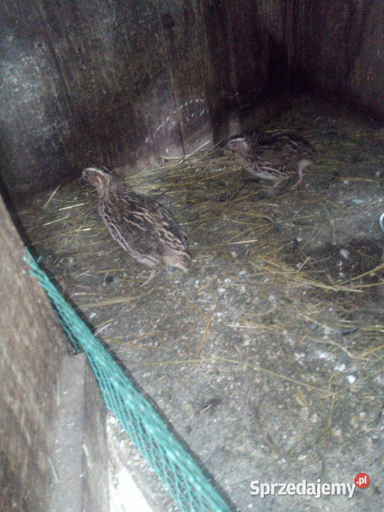 Przepiurki Sędziszów Małopolski