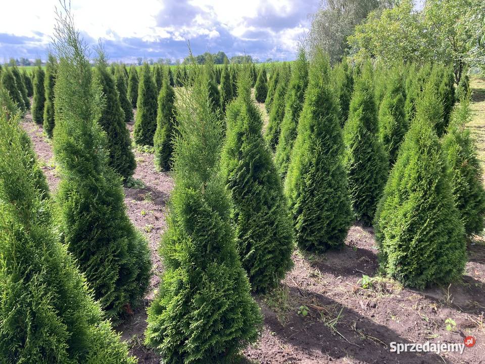 TujaThujaTuje Szmaragd 140210 Rypin
