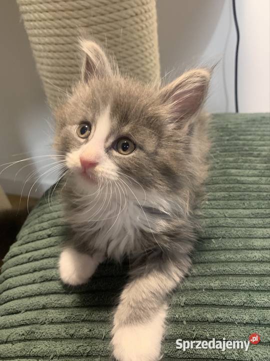 Maine Coon Srebny z białym klasycznie pręgowany Warszawa