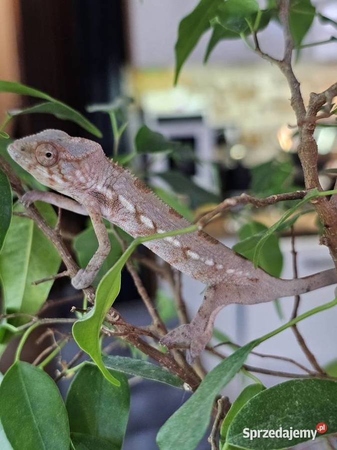 Kameleon lamparci samiczka
