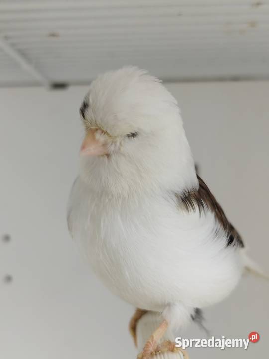 Kanarek Gloster samica Gostyń