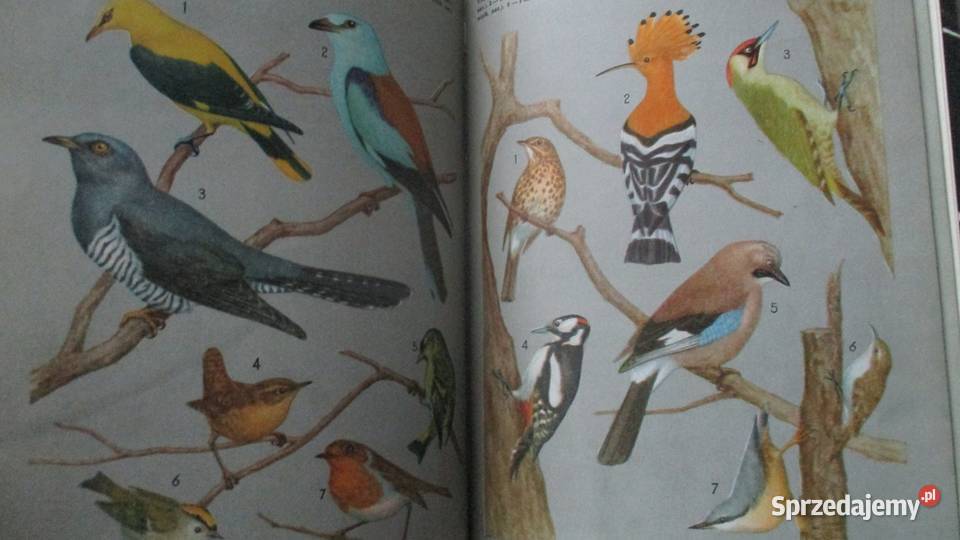 Głos przyrody przyroda edukacja Janczarski Łódź
