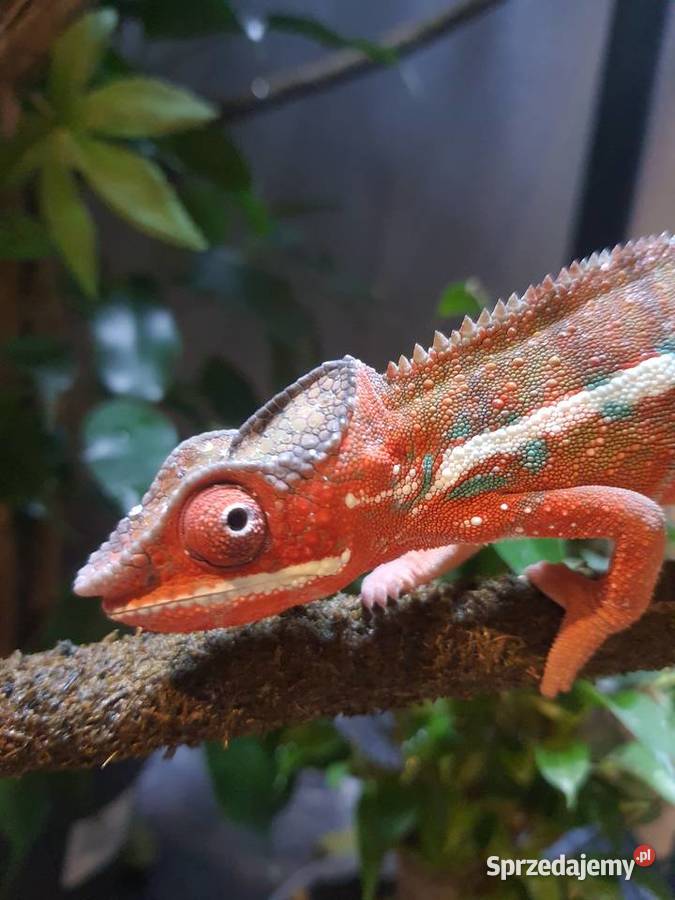 sprzedam kameleona lamparci Gady i płazy Lubień Kujawski