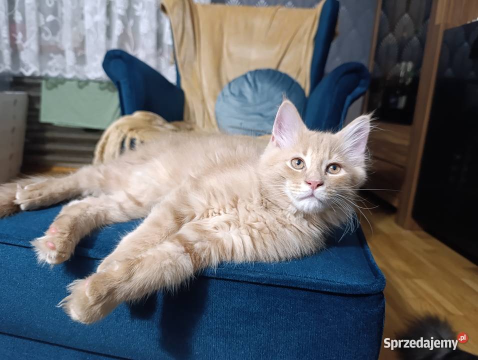 Kocurek Maine Coon Krasnystaw