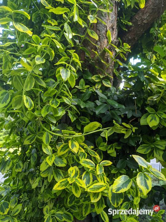 Trzmielina Emerald Gold pnąca sztobry Lublin sprzedam