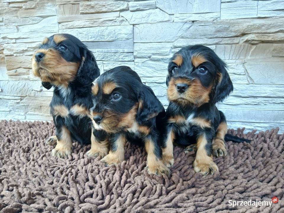 Śliczne Szczenięta Cocker Spaniel Angielski Sieradz