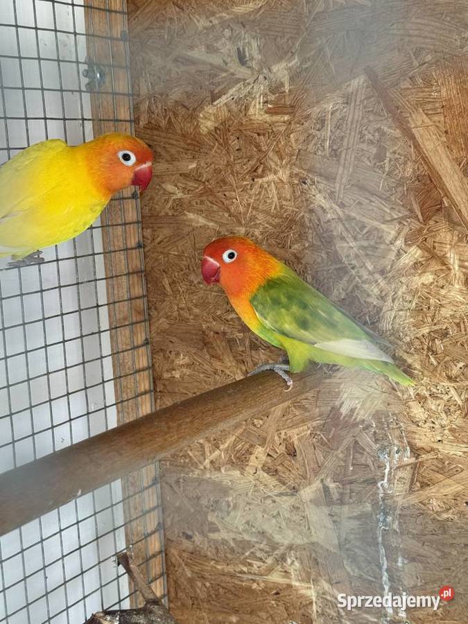 nierozłączki parka