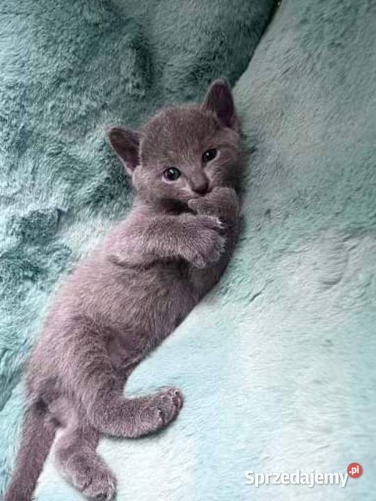 Kotki rosyjskie niebieskie z rodowodem Zamość