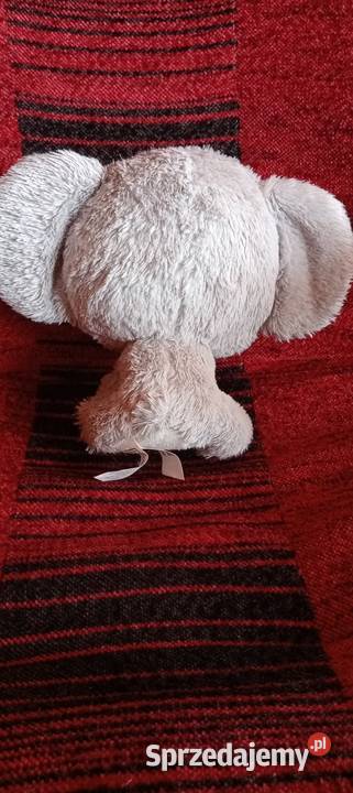 Miś koala maskotka pluszak Nowy Sącz