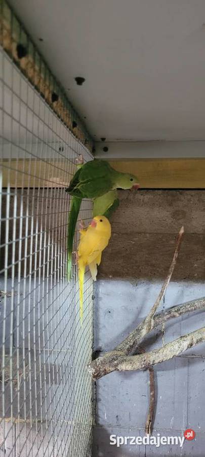 Aleksandretty 2025 małopolskie Polanka Wielka