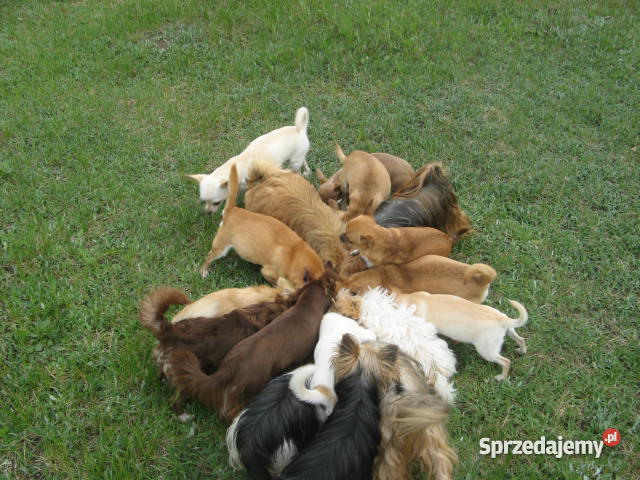 CHIHUAHUA mini najmniejsze cziłała Gdańsk