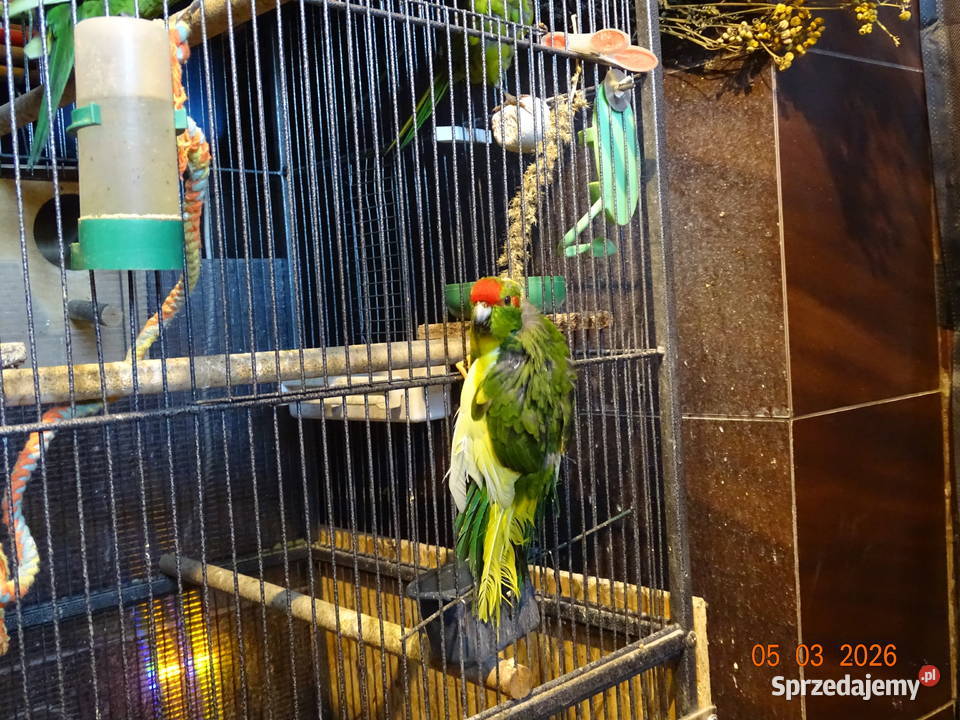 PAPUGI MODROLOTKI KOZIA Sędziszów Małopolski