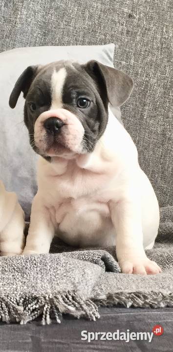 Buldog francuski szczeniak do odbioru Przeciszów