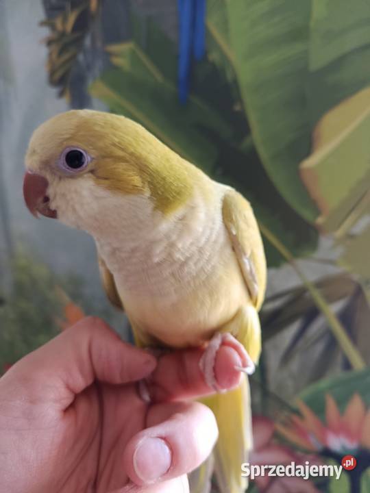 Papuga mnicha nizinna ręcznie karmiona oswojona Miastko