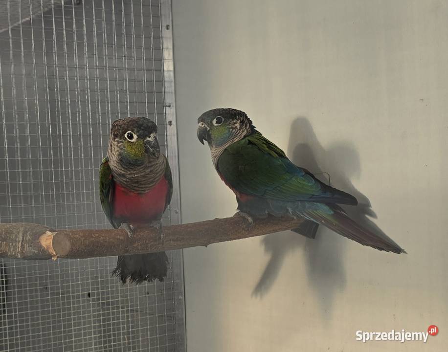 Sprzedam papugi śląskie Czerwionka-Leszczyny