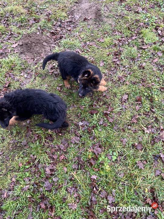 owczarek niemiecki Michałów sprzedam