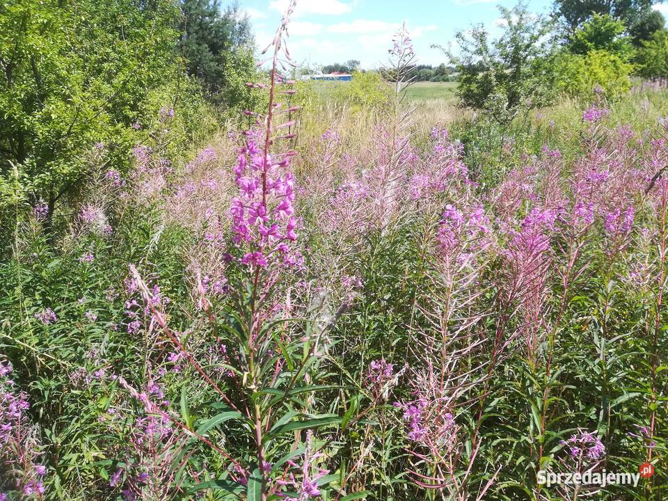 Sprzedam nasiona wierzbówki kipszycy Iwan Czaj Ozierany Małe