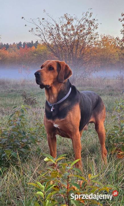 Szczeniak Ogar Polski lubelskie Biłgoraj