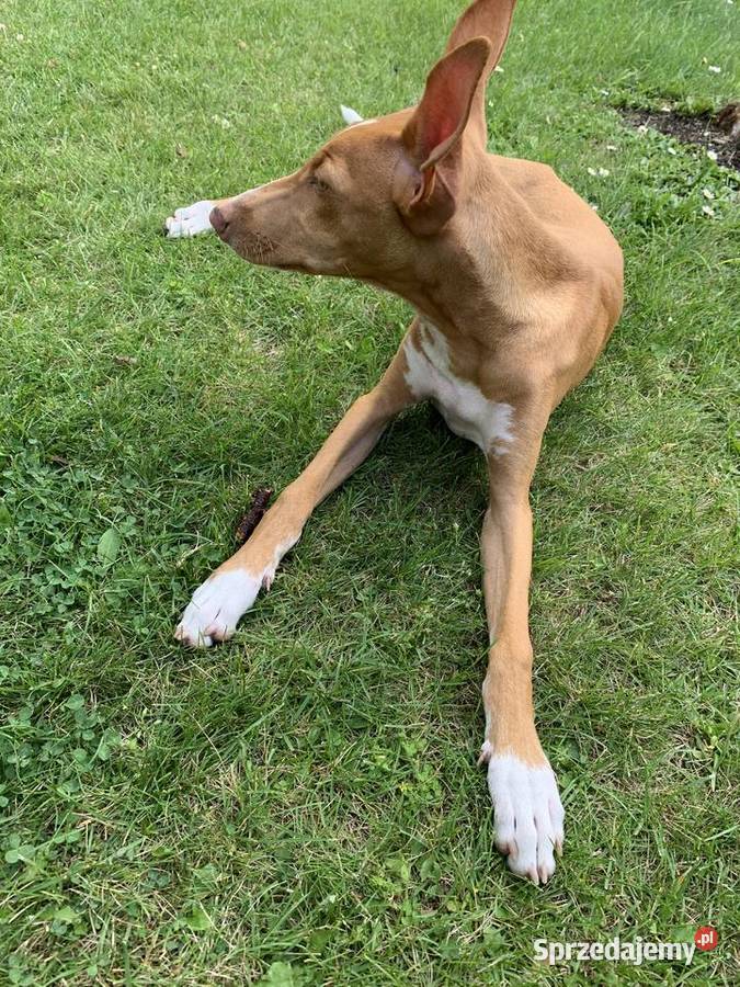 Chart sycylijski ostatni szczeniak Pozostałe Radzionków