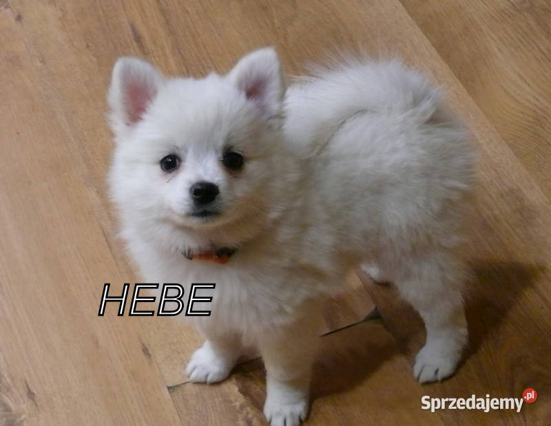 SZPIC NIEMIECKI ŚREDNI Żerniki Małe sprzedam