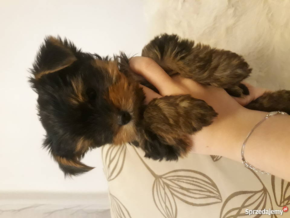 Dwa yorki szukają nowego domu Piaseczno