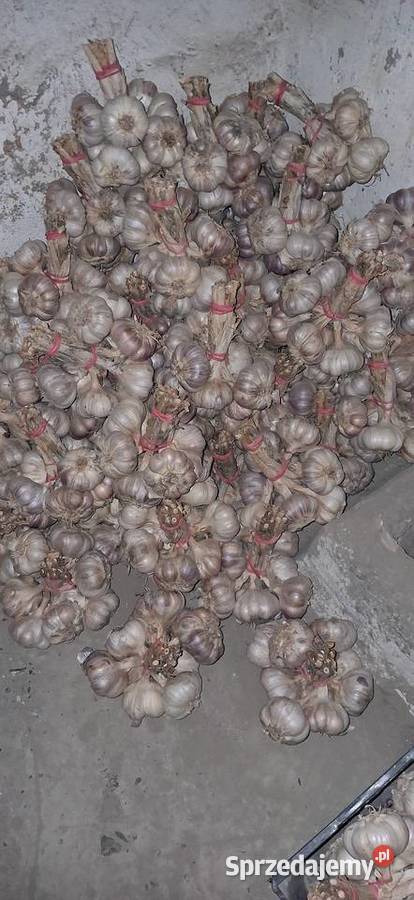 Czosnek harnaś 7