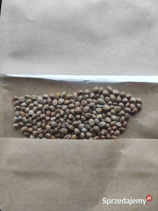 Nasionka konopi włóknistych CBDCBG Vapo Premium Warszawa