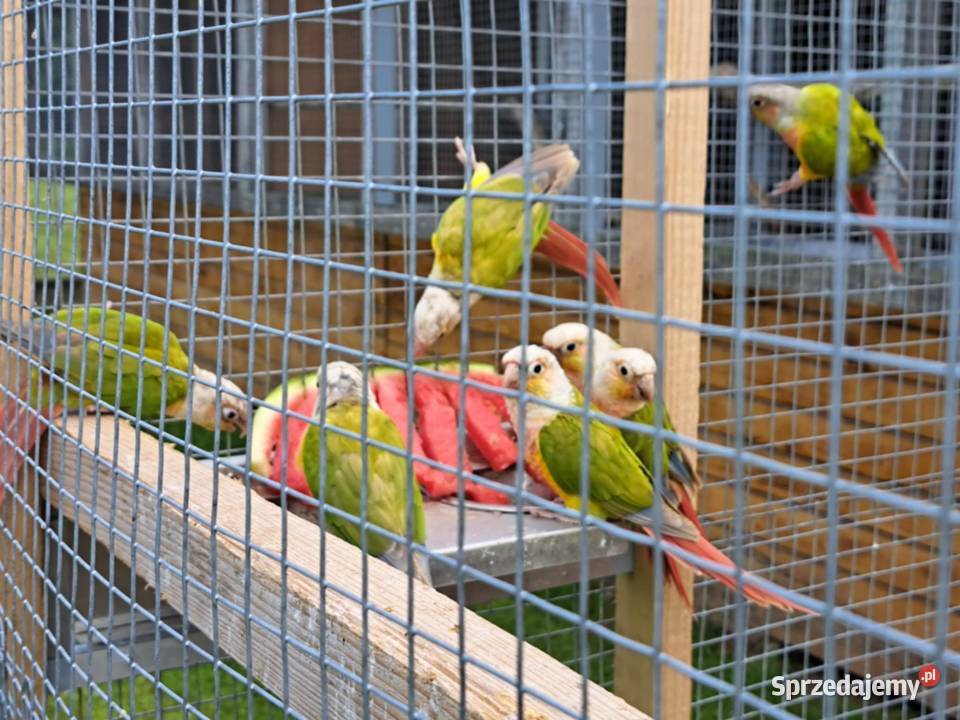 Papugi Rudosterki Zator sprzedam