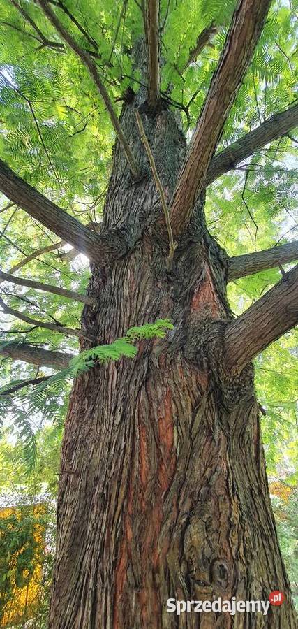 Metasekwoja chińska Duże drzewa drzewo obwód Wisznice sprzedam