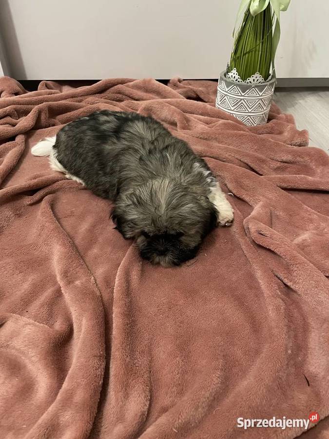Śliczne szczeniaki Shih Tzu