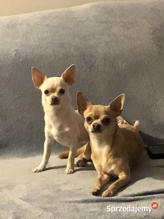 Chihuahua piękne szczenięta krotkowlose Szczecin